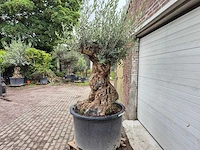 Olijfboom - olea europaea - 100 jaar oud - hoogte ca. 230 cm - afbeelding 4 van  7