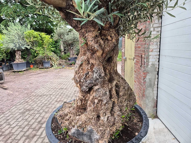 Olijfboom - olea europaea - 100 jaar oud - hoogte ca. 230 cm - afbeelding 5 van  7