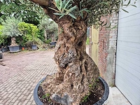 Olijfboom - olea europaea - 100 jaar oud - hoogte ca. 230 cm - afbeelding 5 van  7