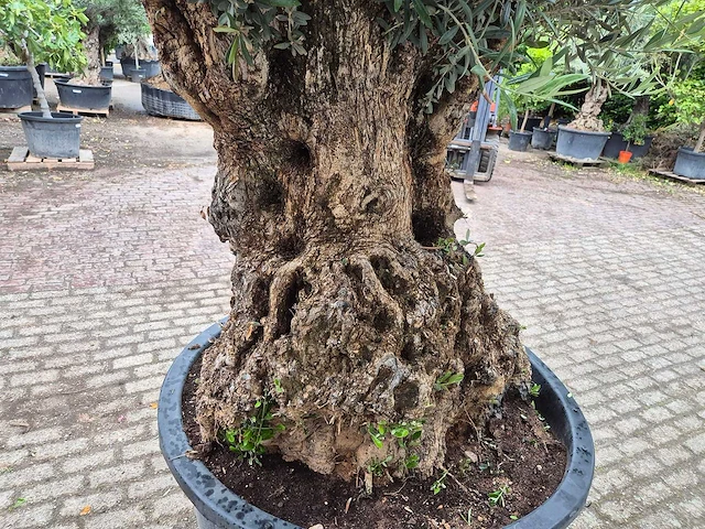 Olijfboom - olea europaea - 100 jaar oud - hoogte ca. 230 cm - afbeelding 6 van  7