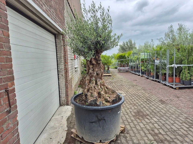 Olijfboom - olea europaea - 100 jaar oud - hoogte ca. 230 cm - afbeelding 7 van  7