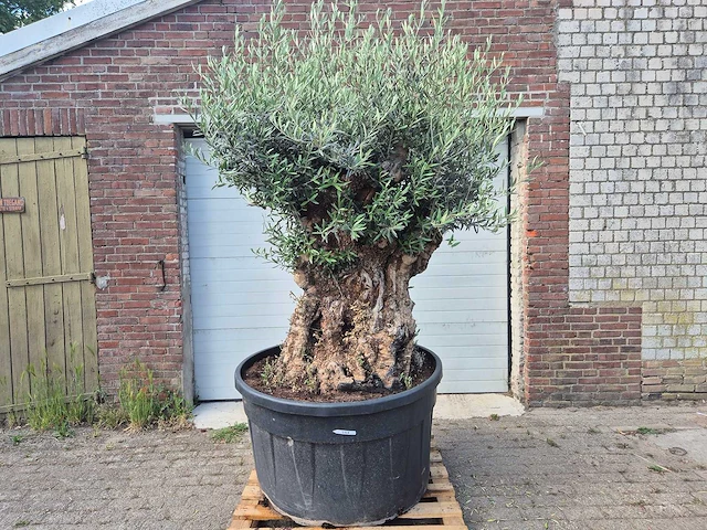 Olijfboom - olea europaea - 100 jaar oud - hoogte ca. 250 cm - afbeelding 1 van  6