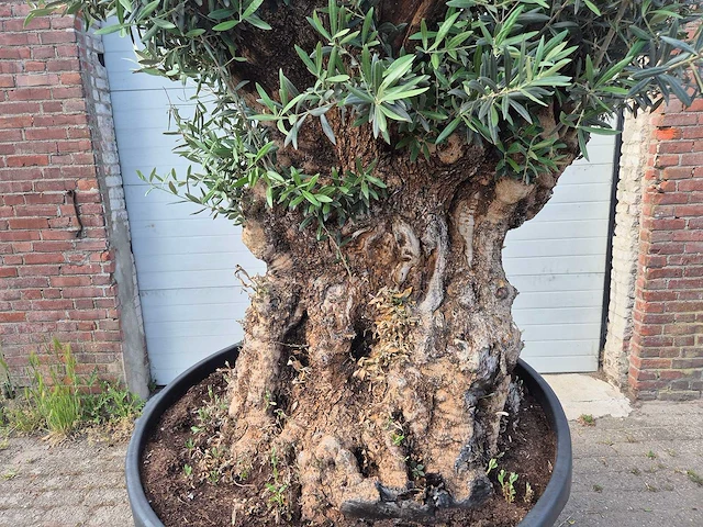 Olijfboom - olea europaea - 100 jaar oud - hoogte ca. 250 cm - afbeelding 2 van  6