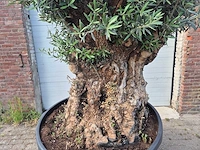 Olijfboom - olea europaea - 100 jaar oud - hoogte ca. 250 cm - afbeelding 2 van  6