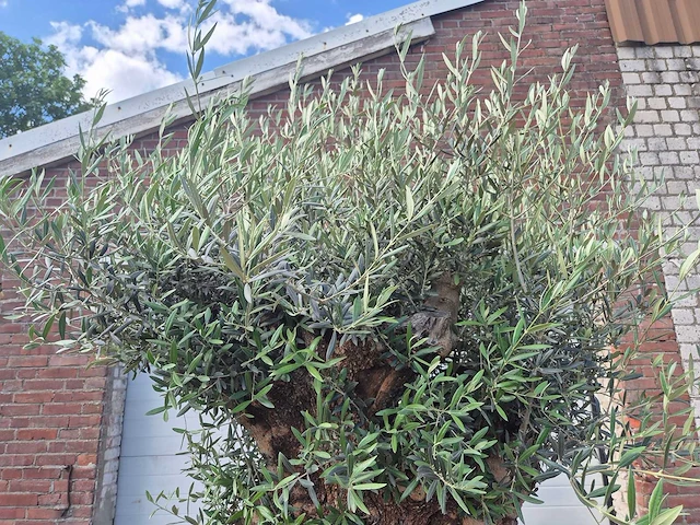 Olijfboom - olea europaea - 100 jaar oud - hoogte ca. 250 cm - afbeelding 3 van  6