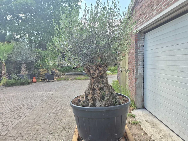 Olijfboom - olea europaea - 100 jaar oud - hoogte ca. 250 cm - afbeelding 4 van  6