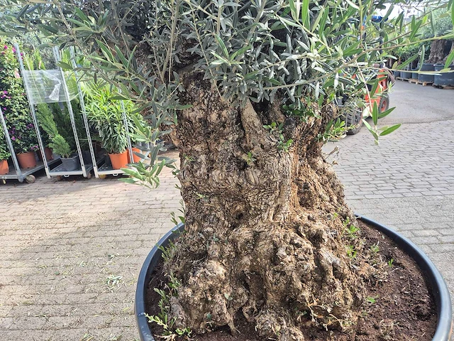 Olijfboom - olea europaea - 100 jaar oud - hoogte ca. 250 cm - afbeelding 5 van  6