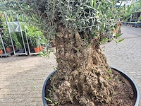 Olijfboom - olea europaea - 100 jaar oud - hoogte ca. 250 cm - afbeelding 5 van  6