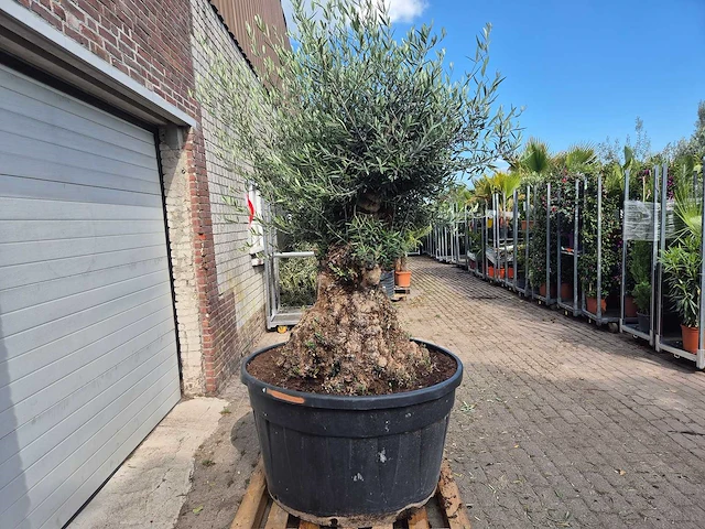 Olijfboom - olea europaea - 100 jaar oud - hoogte ca. 250 cm - afbeelding 6 van  6