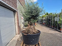 Olijfboom - olea europaea - 100 jaar oud - hoogte ca. 250 cm - afbeelding 6 van  6