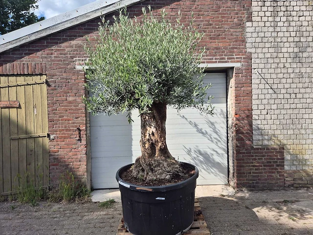 Olijfboom - olea europaea - 100 jaar oud - hoogte ca. 250 cm - afbeelding 1 van  7