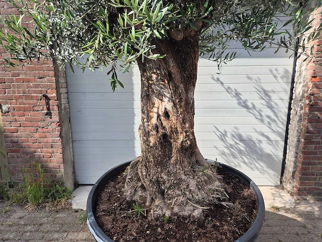 Olijfboom - olea europaea - 100 jaar oud - hoogte ca. 250 cm - afbeelding 2 van  7