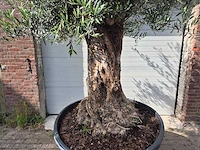 Olijfboom - olea europaea - 100 jaar oud - hoogte ca. 250 cm - afbeelding 2 van  7
