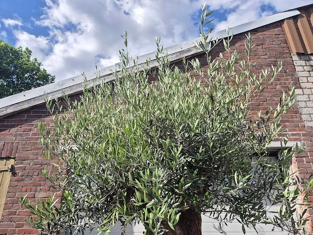 Olijfboom - olea europaea - 100 jaar oud - hoogte ca. 250 cm - afbeelding 3 van  7