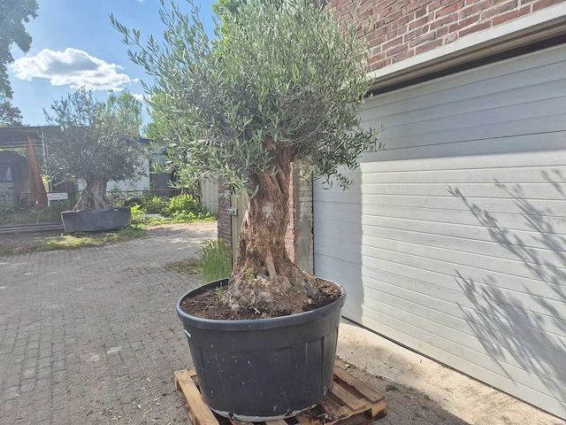 Olijfboom - olea europaea - 100 jaar oud - hoogte ca. 250 cm - afbeelding 4 van  7