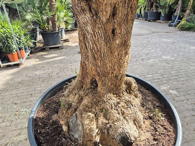 Olijfboom - olea europaea - 100 jaar oud - hoogte ca. 250 cm - afbeelding 5 van  7