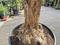 Olijfboom - olea europaea - 100 jaar oud - hoogte ca. 250 cm - afbeelding 5 van  7