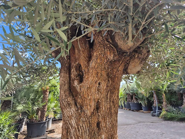 Olijfboom - olea europaea - 100 jaar oud - hoogte ca. 250 cm - afbeelding 6 van  7