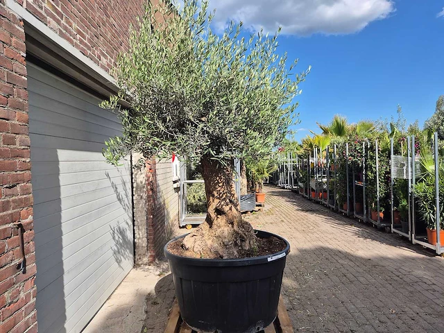 Olijfboom - olea europaea - 100 jaar oud - hoogte ca. 250 cm - afbeelding 7 van  7