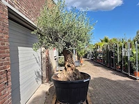 Olijfboom - olea europaea - 100 jaar oud - hoogte ca. 250 cm - afbeelding 7 van  7