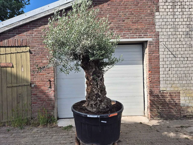 Olijfboom - olea europaea - 100 jaar oud - hoogte ca. 250 cm - afbeelding 1 van  6