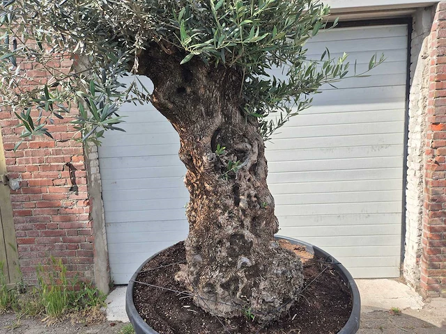 Olijfboom - olea europaea - 100 jaar oud - hoogte ca. 250 cm - afbeelding 2 van  6