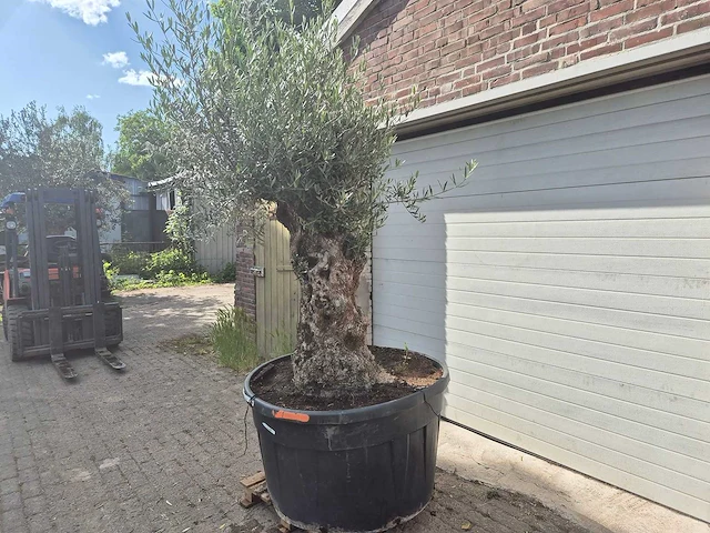 Olijfboom - olea europaea - 100 jaar oud - hoogte ca. 250 cm - afbeelding 3 van  6