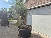 Olijfboom - olea europaea - 100 jaar oud - hoogte ca. 250 cm - afbeelding 3 van  6