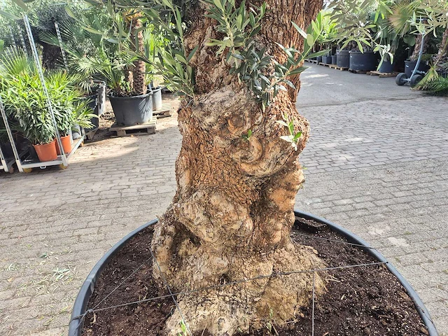 Olijfboom - olea europaea - 100 jaar oud - hoogte ca. 250 cm - afbeelding 4 van  6