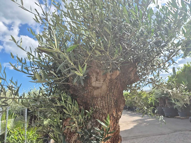 Olijfboom - olea europaea - 100 jaar oud - hoogte ca. 250 cm - afbeelding 5 van  6