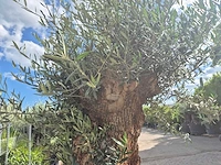 Olijfboom - olea europaea - 100 jaar oud - hoogte ca. 250 cm - afbeelding 5 van  6