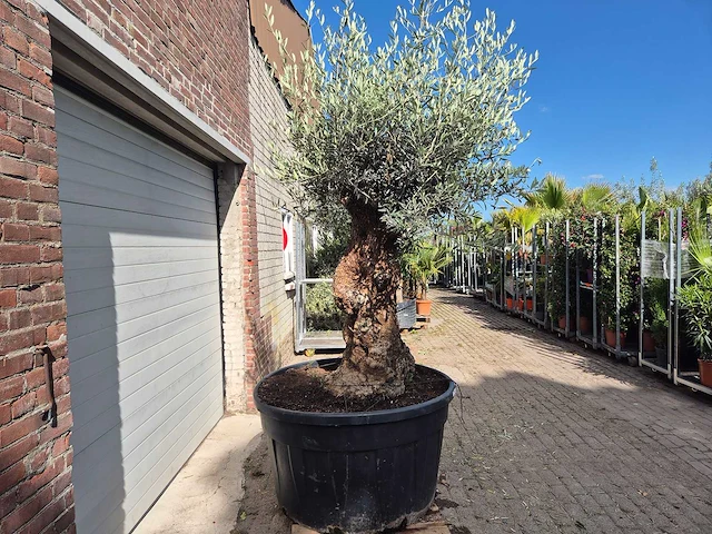 Olijfboom - olea europaea - 100 jaar oud - hoogte ca. 250 cm - afbeelding 6 van  6