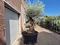 Olijfboom - olea europaea - 100 jaar oud - hoogte ca. 250 cm - afbeelding 6 van  6