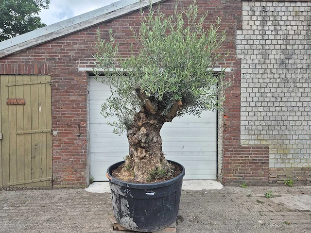 Olijfboom - olea europaea - 100 jaar oud - hoogte ca. 250 cm - afbeelding 1 van  6