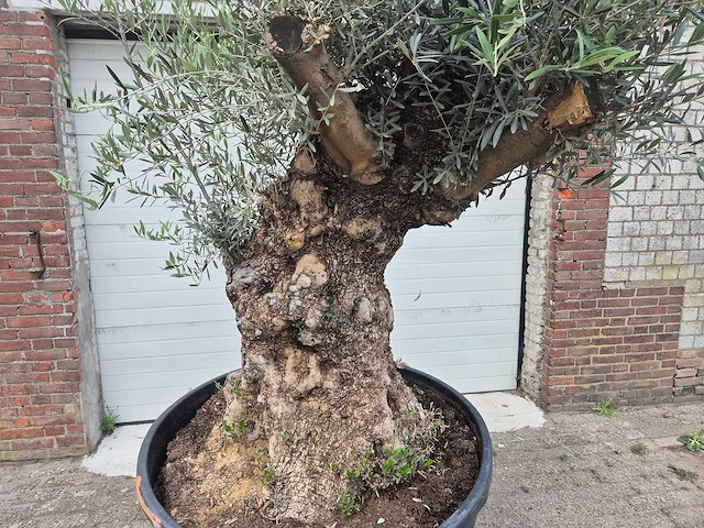 Olijfboom - olea europaea - 100 jaar oud - hoogte ca. 250 cm - afbeelding 2 van  6