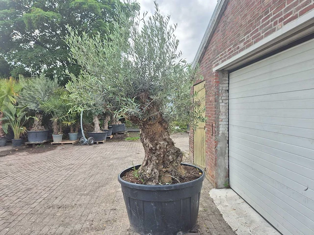 Olijfboom - olea europaea - 100 jaar oud - hoogte ca. 250 cm - afbeelding 3 van  6