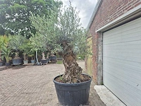 Olijfboom - olea europaea - 100 jaar oud - hoogte ca. 250 cm - afbeelding 3 van  6