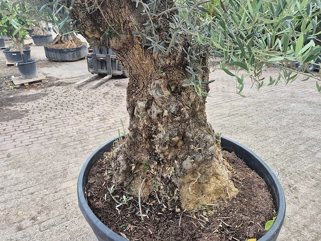 Olijfboom - olea europaea - 100 jaar oud - hoogte ca. 250 cm - afbeelding 4 van  6