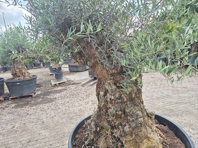 Olijfboom - olea europaea - 100 jaar oud - hoogte ca. 250 cm - afbeelding 5 van  6