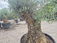 Olijfboom - olea europaea - 100 jaar oud - hoogte ca. 250 cm - afbeelding 5 van  6