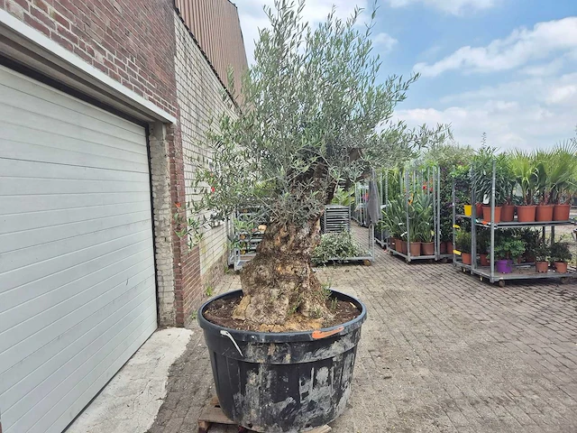 Olijfboom - olea europaea - 100 jaar oud - hoogte ca. 250 cm - afbeelding 6 van  6