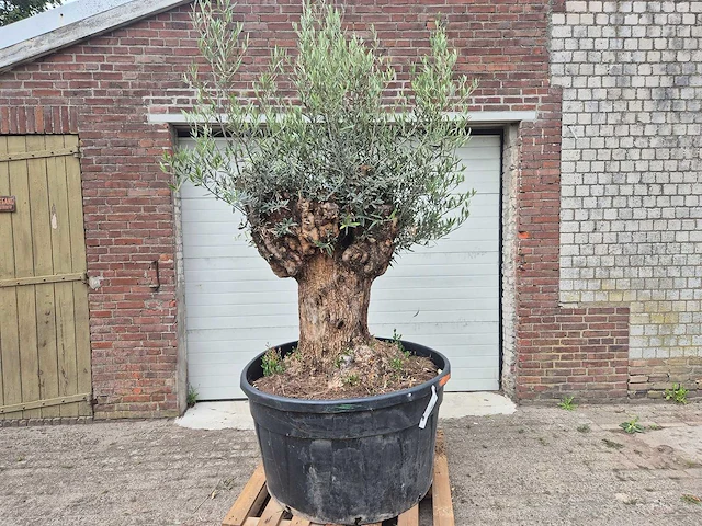 Olijfboom - olea europaea - 100 jaar oud - hoogte ca. 250 cm - afbeelding 1 van  7