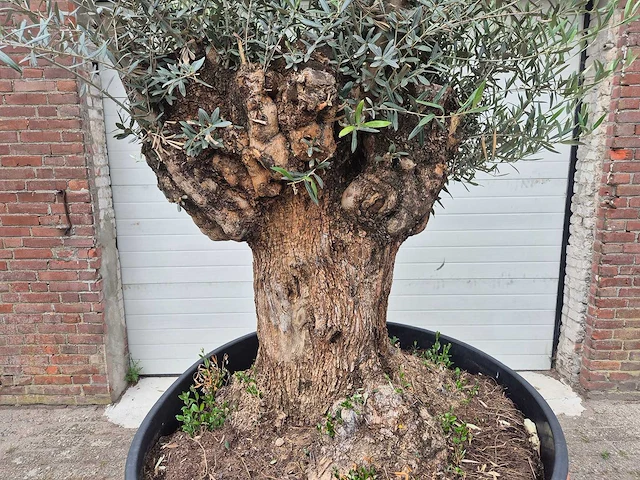 Olijfboom - olea europaea - 100 jaar oud - hoogte ca. 250 cm - afbeelding 2 van  7