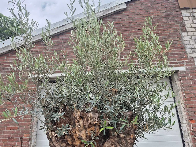 Olijfboom - olea europaea - 100 jaar oud - hoogte ca. 250 cm - afbeelding 3 van  7