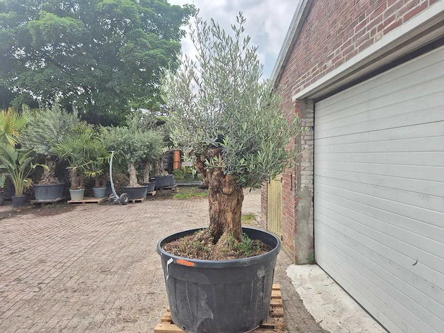 Olijfboom - olea europaea - 100 jaar oud - hoogte ca. 250 cm - afbeelding 4 van  7