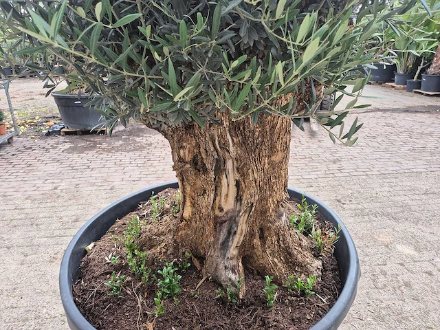 Olijfboom - olea europaea - 100 jaar oud - hoogte ca. 250 cm - afbeelding 5 van  7