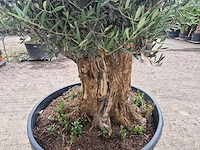 Olijfboom - olea europaea - 100 jaar oud - hoogte ca. 250 cm - afbeelding 5 van  7