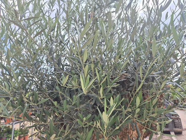 Olijfboom - olea europaea - 100 jaar oud - hoogte ca. 250 cm - afbeelding 6 van  7