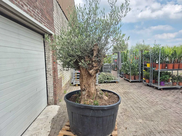 Olijfboom - olea europaea - 100 jaar oud - hoogte ca. 250 cm - afbeelding 7 van  7