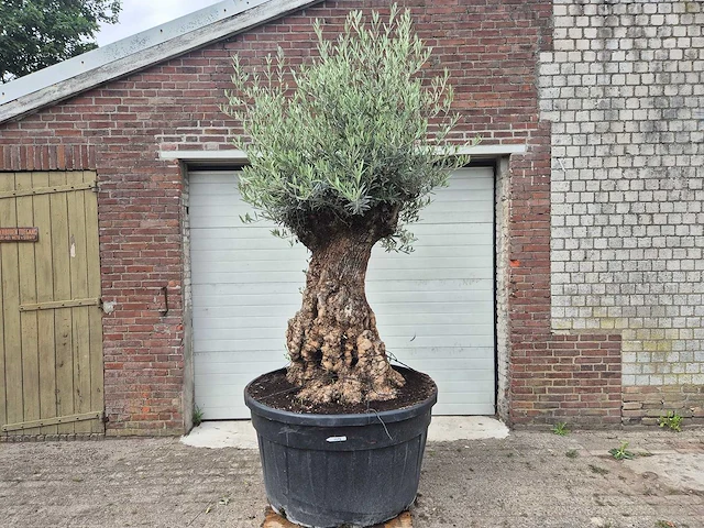 Olijfboom - olea europaea - 100 jaar oud - hoogte ca. 250 cm - afbeelding 1 van  7